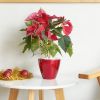 2-Pack Smart Self-watering Planter Pot for Indoor and Outdoor - Red - Round Cone